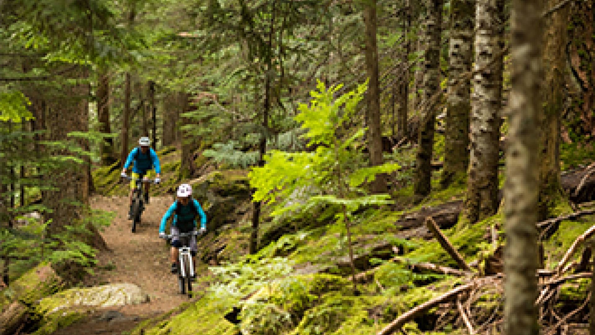 Two people biking on a trail in a forest.